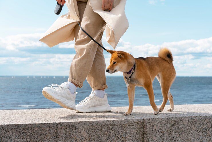 Accessoires pour animaux de compagnie