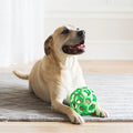 Ultimate Hol-Ee Roller Dog Toy – Perfect for Fetch and Treats!