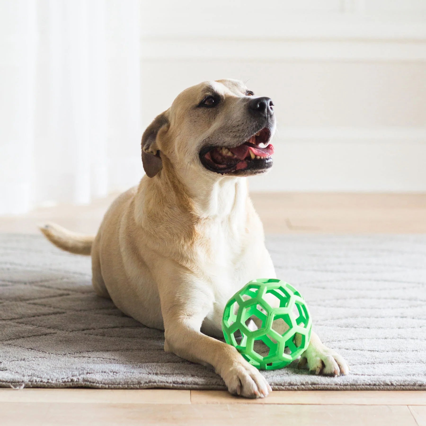 Ultimate Hol-Ee Roller Dog Toy – Perfect for Fetch and Treats!